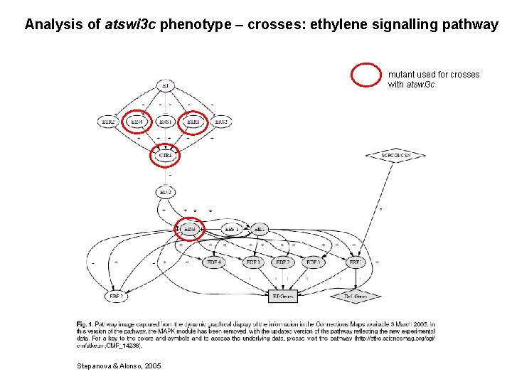Analysis of atswi 3 c phenotype – crosses: ethylene signalling pathway mutant used for