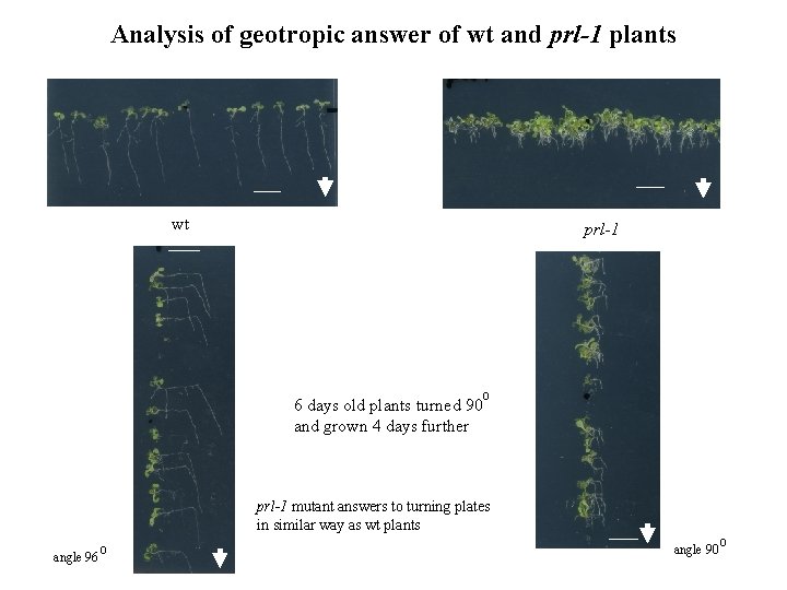 Analysis of geotropic answer of wt and prl-1 plants wt prl-1 o 6 days