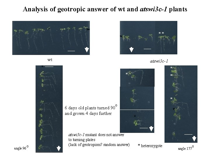 Analysis of geotropic answer of wt and atswi 3 c-1 plants ** wt atswi