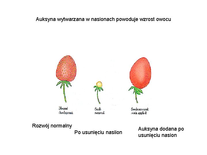 Auksyna wytwarzana w nasionach powoduje wzrost owocu Rozwój normalny Po usunięciu nasiion Auksyna dodana