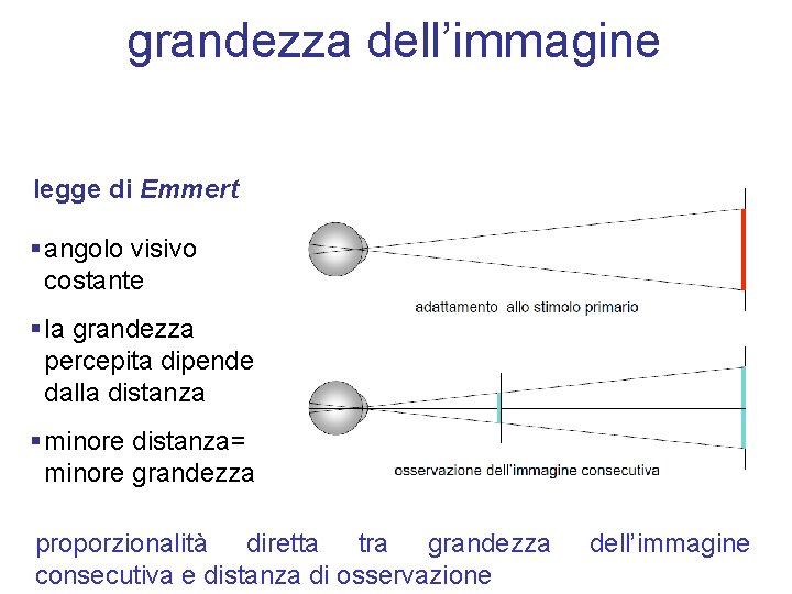 grandezza dell’immagine legge di Emmert § angolo visivo costante § la grandezza percepita dipende