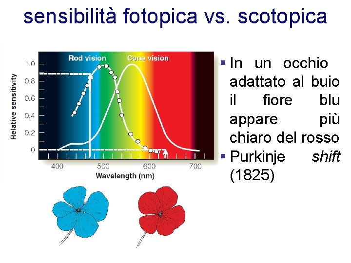 sensibilità fotopica vs. scotopica § In un occhio adattato al buio il fiore blu