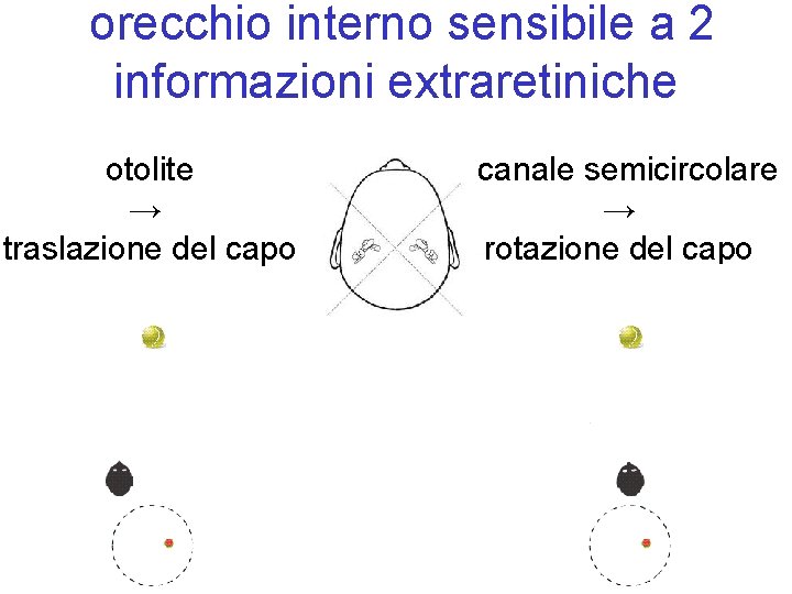 orecchio interno sensibile a 2 informazioni extraretiniche otolite → traslazione del capo canale semicircolare