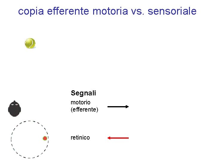 copia efferente motoria vs. sensoriale Segnali motorio (efferente) retinico 