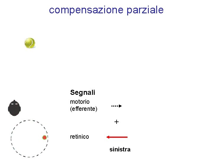 compensazione parziale Segnali motorio (efferente) + retinico sinistra 