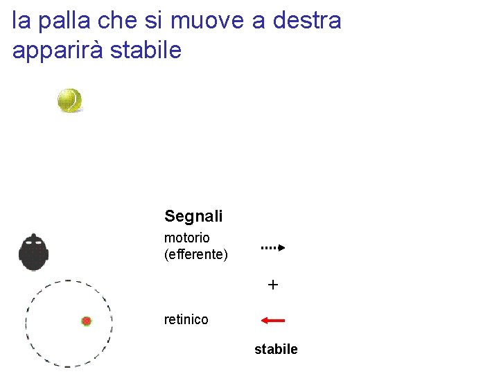 la palla che si muove a destra apparirà stabile Segnali motorio (efferente) + retinico