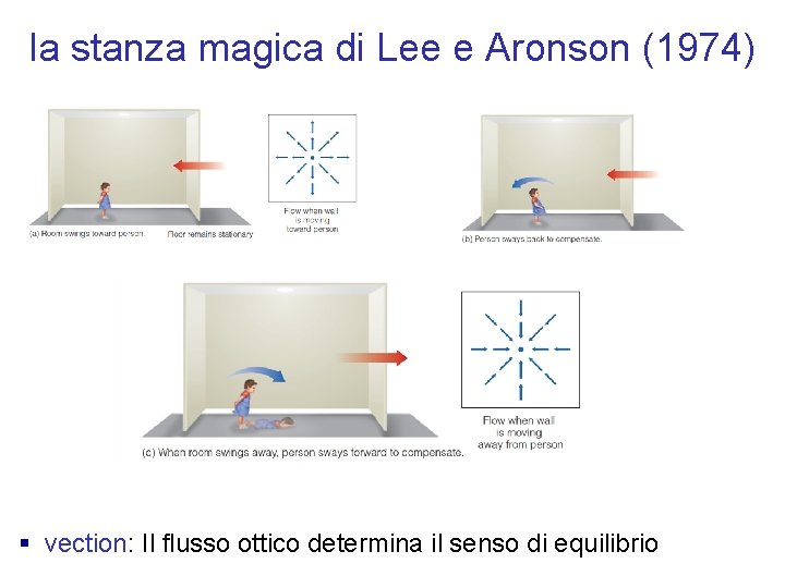 la stanza magica di Lee e Aronson (1974) § vection: Il flusso ottico determina