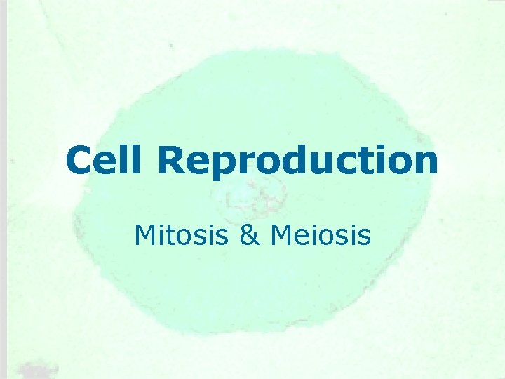 Cell Reproduction Mitosis & Meiosis 