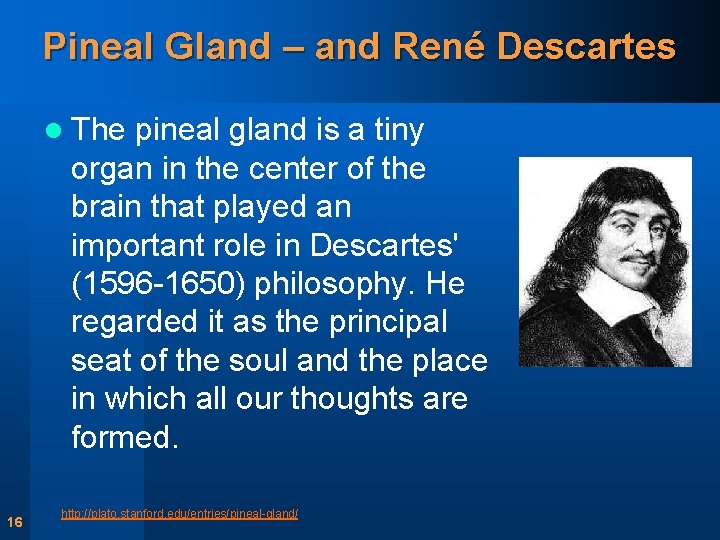 Pineal Gland – and René Descartes l The pineal gland is a tiny organ