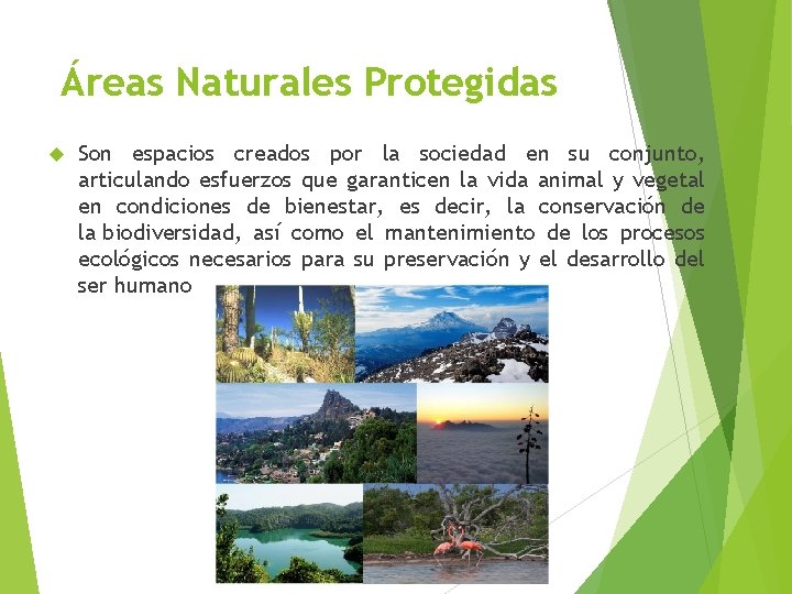 Áreas Naturales Protegidas Son espacios creados por la sociedad en su conjunto, articulando esfuerzos Áreas Naturales Protegidas Son espacios creados por la sociedad en su conjunto, articulando esfuerzos