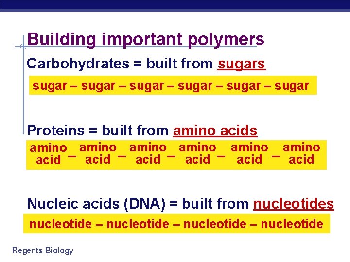 Building important polymers Carbohydrates = built from sugars sugar – sugar – sugar Proteins
