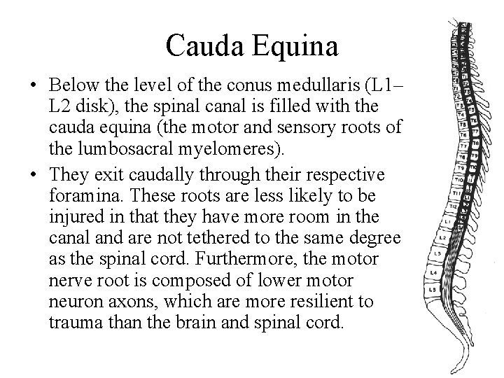 Cauda Equina • Below the level of the conus medullaris (L 1– L 2