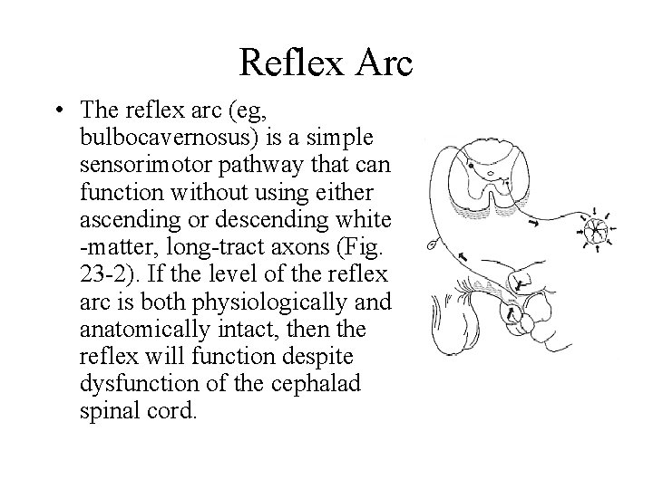 Reflex Arc • The reflex arc (eg, bulbocavernosus) is a simple sensorimotor pathway that