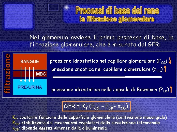 Nel glomerulo avviene il primo processo di base, la filtrazione glomerulare, che è misurata