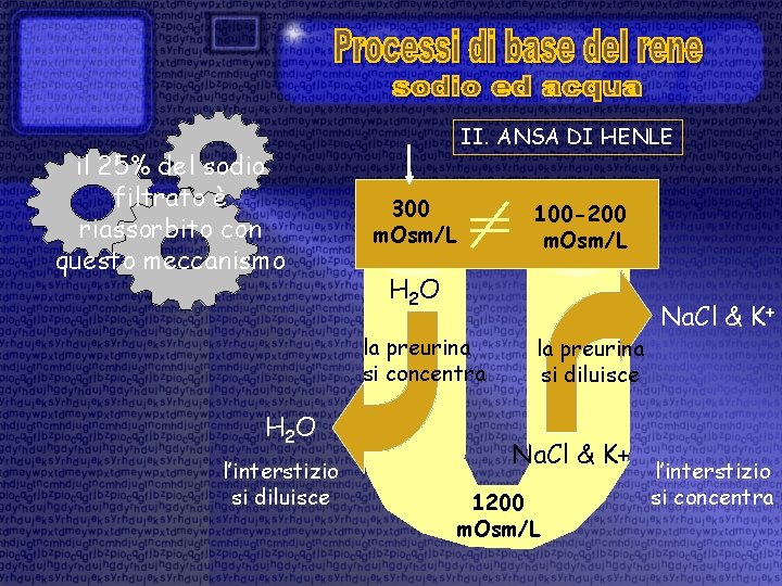 il 25% del sodio filtrato è riassorbito con questo meccanismo II. ANSA DI HENLE