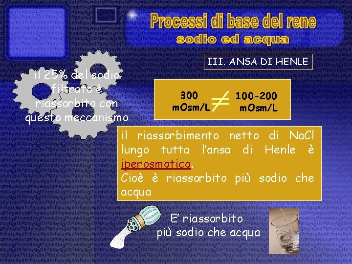 il 25% del sodio filtrato è riassorbito con questo meccanismo III. ANSA DI HENLE