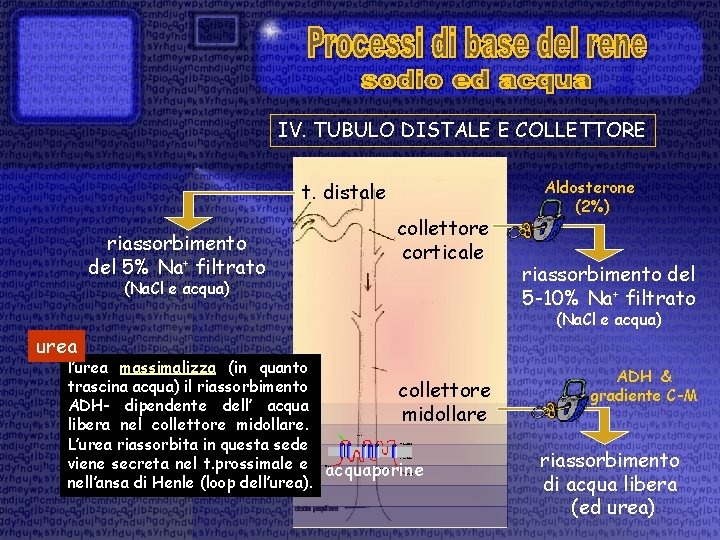 IV. TUBULO DISTALE E COLLETTORE t. distale riassorbimento del 5% Na+ filtrato collettore corticale