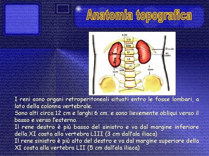 I reni sono organi retroperitoneali situati entro le fosse lombari, a lato della colonna