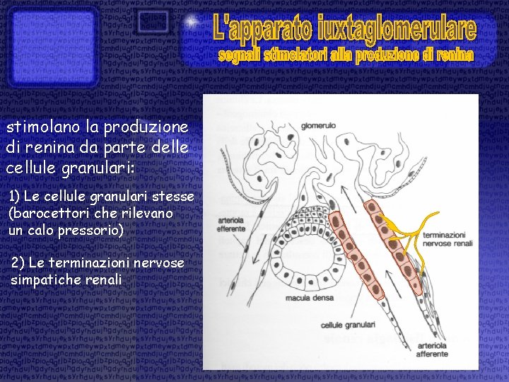 stimolano la produzione di renina da parte delle cellule granulari: 1) Le cellule granulari