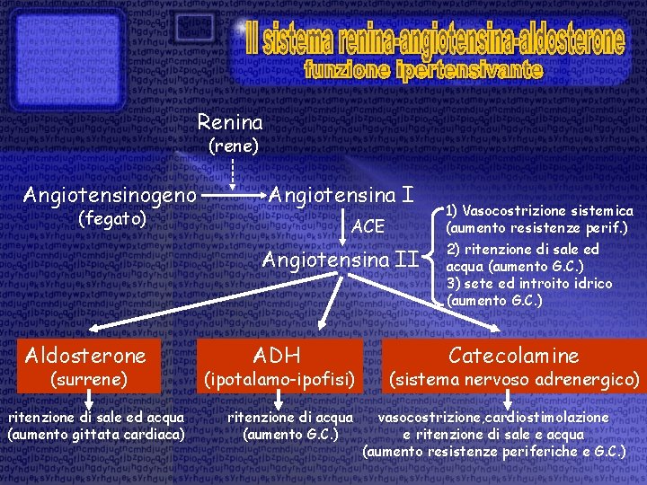 Renina (rene) Angiotensinogeno (fegato) Angiotensina I ACE Angiotensina II Aldosterone (surrene) ritenzione di sale