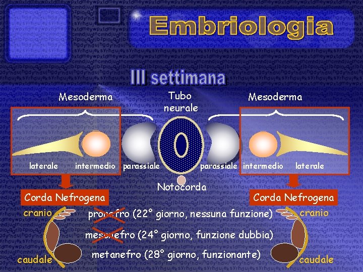 Tubo neurale Mesoderma laterale intermedio parassiale Corda Nefrogena cranio Mesoderma parassiale intermedio Notocorda laterale