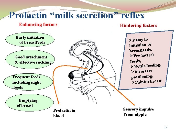 Prolactin “milk secretion” reflex Enhancing factors Early initiation of breastfeeds Hindering factors ØDelay in