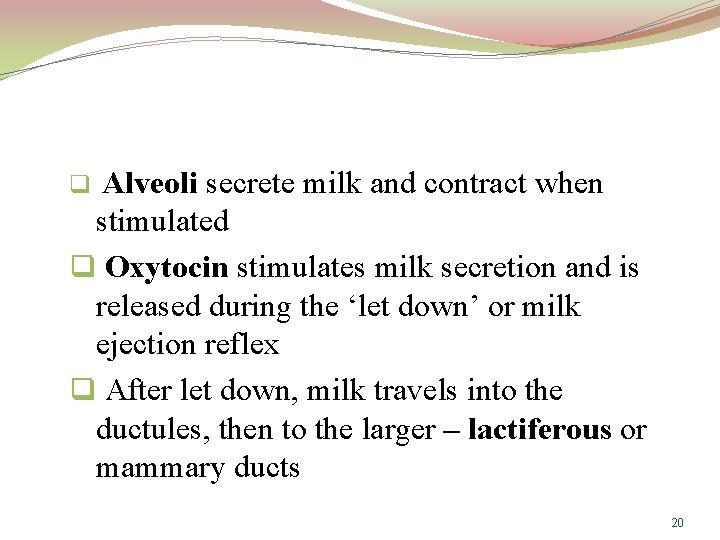 Alveoli secrete milk and contract when stimulated q Oxytocin stimulates milk secretion and is