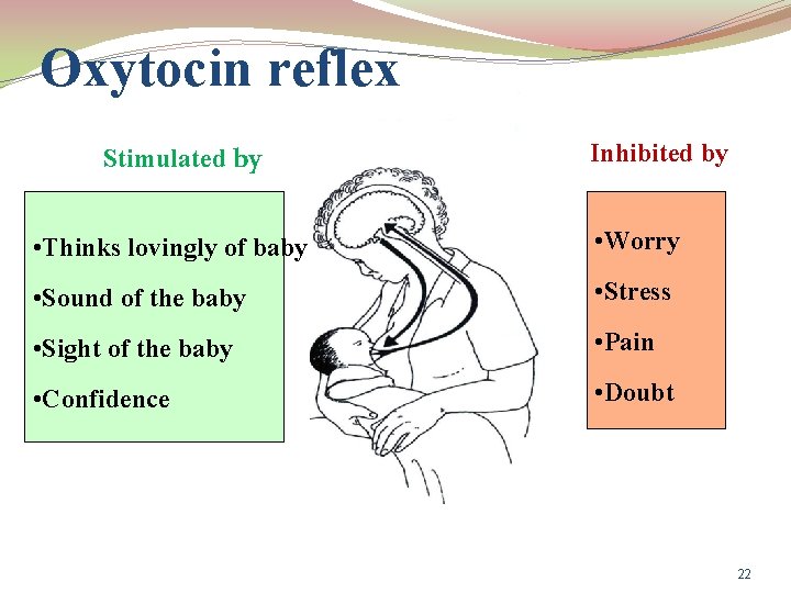 Oxytocin reflex Stimulated by Inhibited by • Thinks lovingly of baby • Worry •