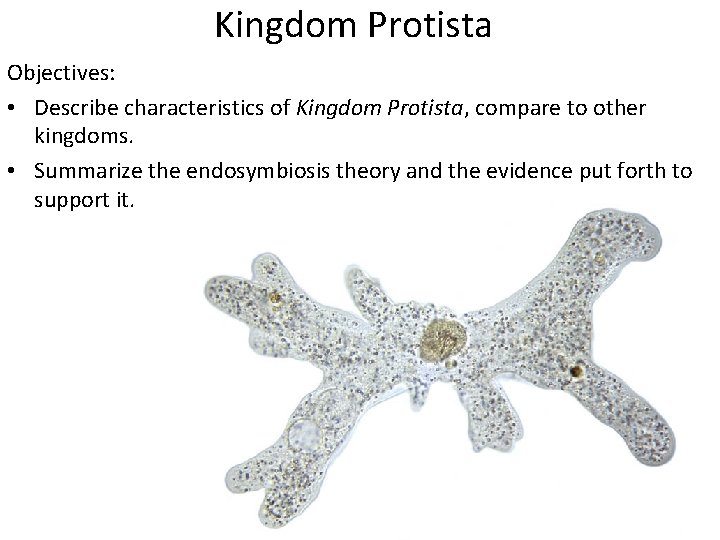 Kingdom Protista Objectives: • Describe characteristics of Kingdom Protista, compare to other kingdoms. •