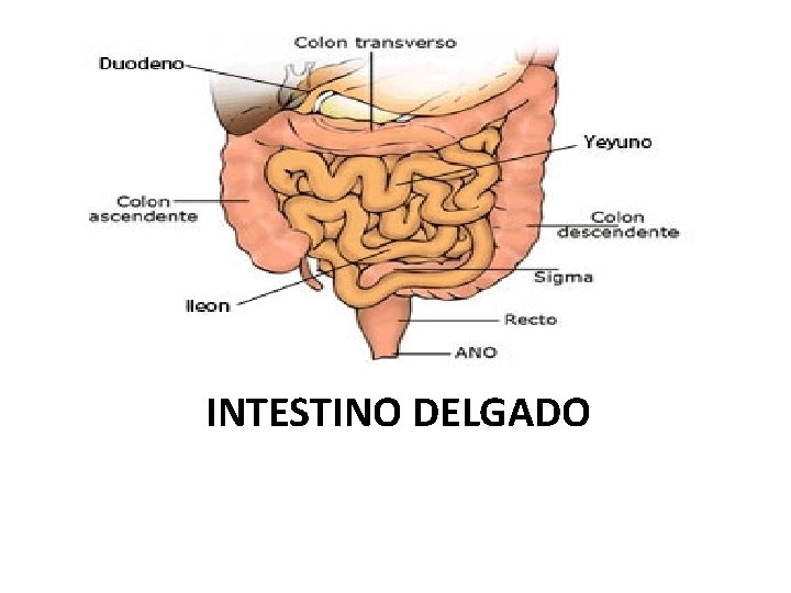 INTESTINO DELGADO 