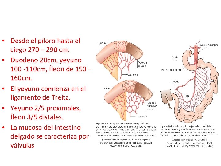  • Desde el píloro hasta el ciego 270 – 290 cm. • Duodeno