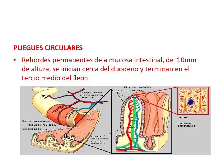 PLIEGUES CIRCULARES • Rebordes permanentes de a mucosa intestinal, de 10 mm de altura,