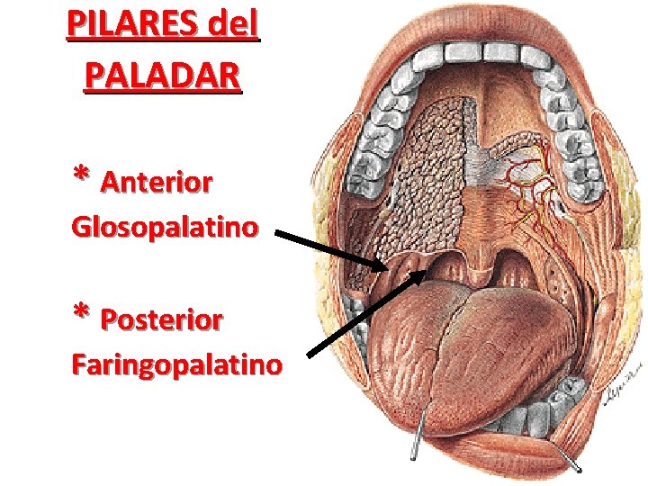 PILARES del PALADAR * Anterior Glosopalatino * Posterior Faringopalatino 