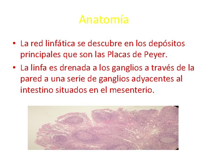 Anatomía • La red linfática se descubre en los depósitos principales que son las Anatomía • La red linfática se descubre en los depósitos principales que son las