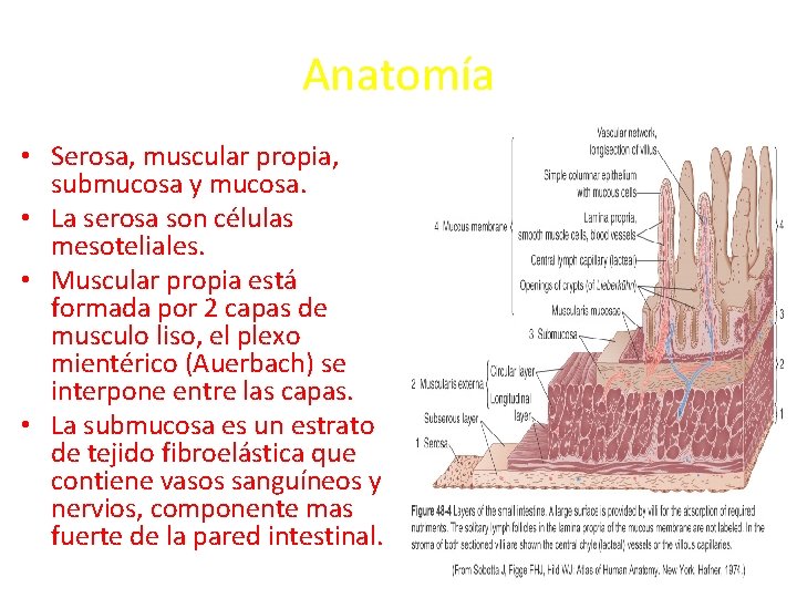 Anatomía • Serosa, muscular propia, submucosa y mucosa. • La serosa son células mesoteliales.