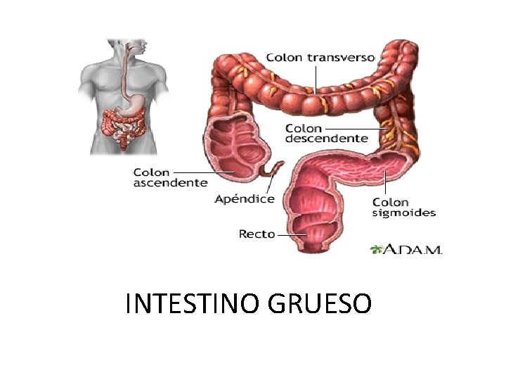 INTESTINO GRUESO 