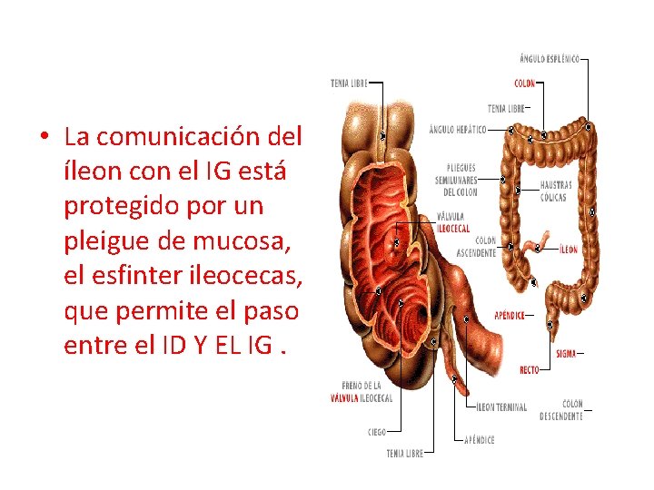  • La comunicación del íleon con el IG está protegido por un pleigue