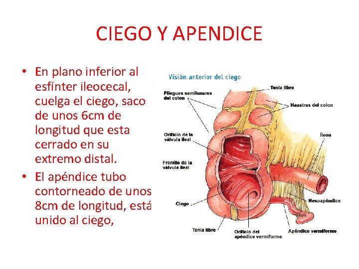 CIEGO Y APENDICE • En plano inferior al esfínter ileocecal, cuelga el ciego, saco