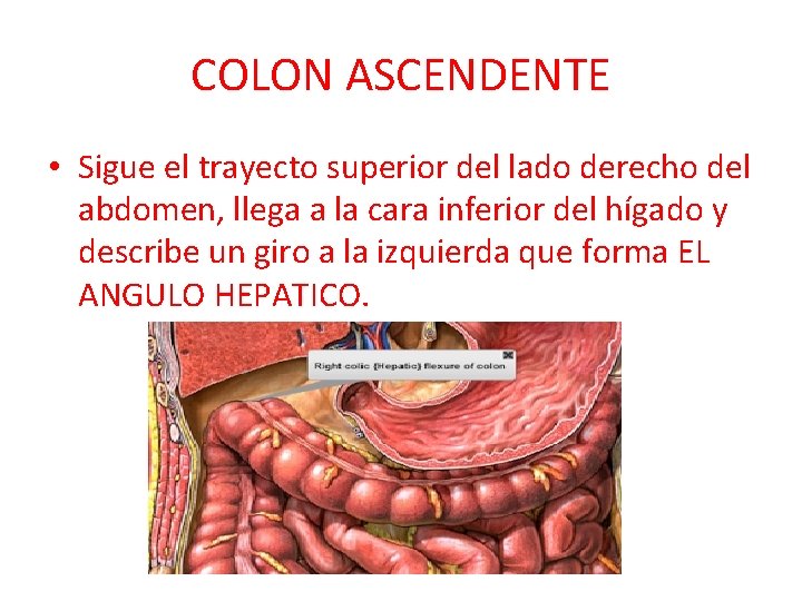 COLON ASCENDENTE • Sigue el trayecto superior del lado derecho del abdomen, llega a COLON ASCENDENTE • Sigue el trayecto superior del lado derecho del abdomen, llega a