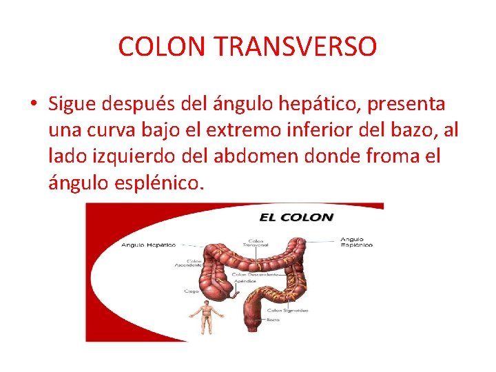 COLON TRANSVERSO • Sigue después del ángulo hepático, presenta una curva bajo el extremo