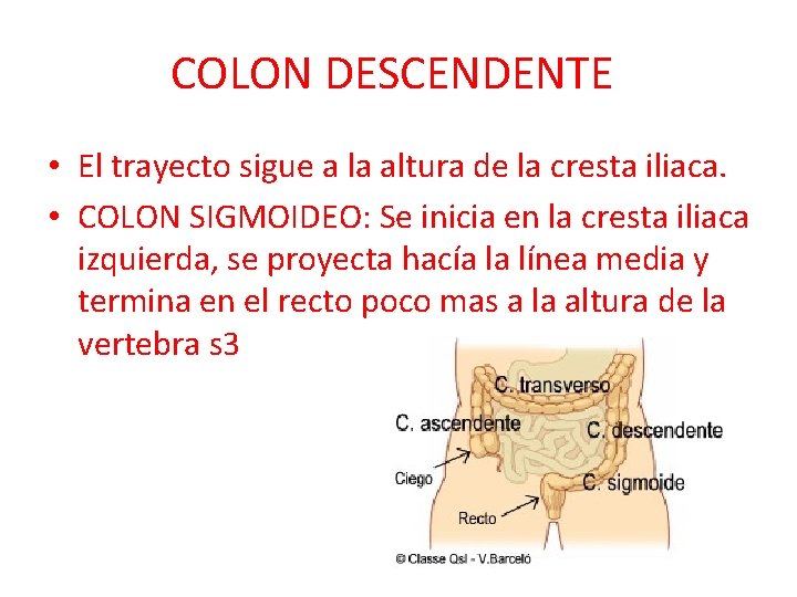 COLON DESCENDENTE • El trayecto sigue a la altura de la cresta iliaca. •