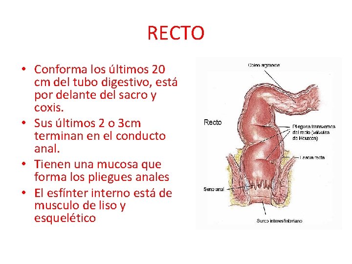 RECTO • Conforma los últimos 20 cm del tubo digestivo, está por delante del