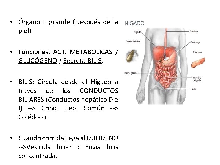  • Órgano + grande (Después de la piel) • Funciones: ACT. METABOLICAS /