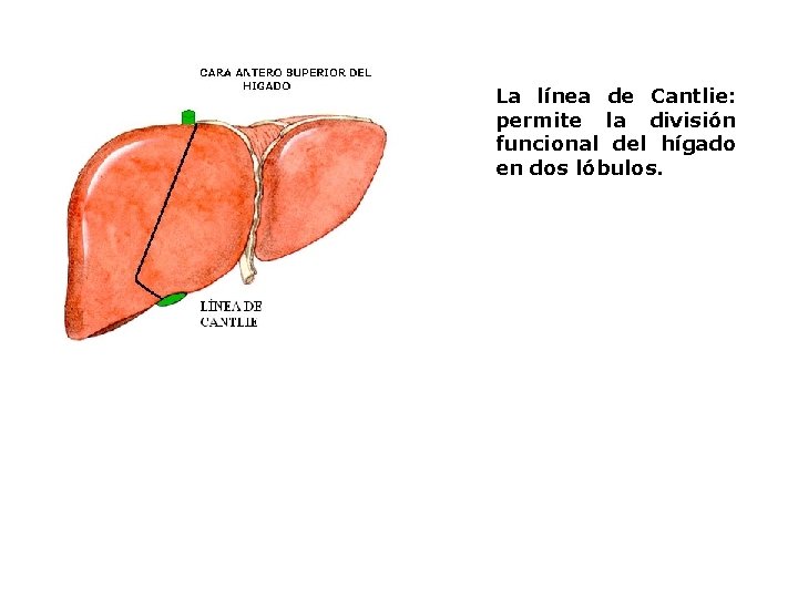 La línea de Cantlie: permite la división funcional del hígado en dos lóbulos. 