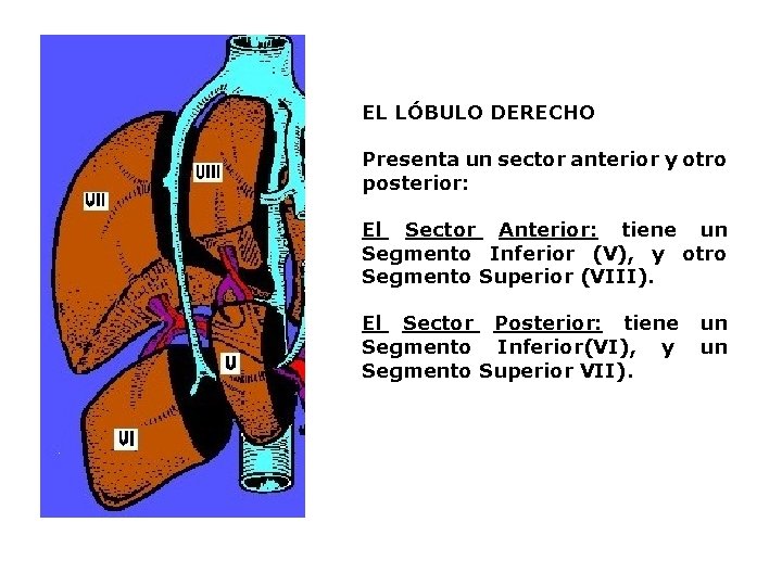 EL LÓBULO DERECHO Presenta un sector anterior y otro posterior: El Sector Anterior: tiene