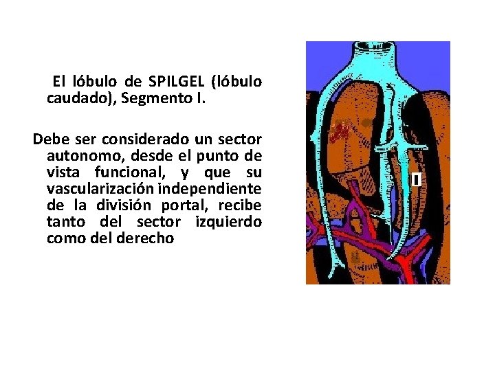 El lóbulo de SPILGEL (lóbulo caudado), Segmento I. Debe ser considerado un sector autonomo,