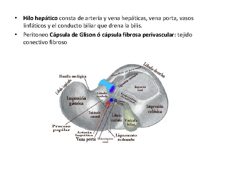  • Hilo hepático consta de arteria y vena hepáticas, vena porta, vasos linfáticos