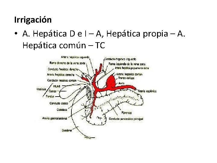 Irrigación • A. Hepática D e I – A, Hepática propia – A. Hepática