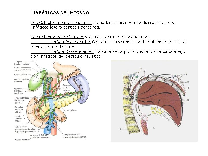 LINFÁTICOS DEL HÍGADO Los Colectores Superficiales: linfonodos hiliares y al pedículo hepático, linfáticos latero