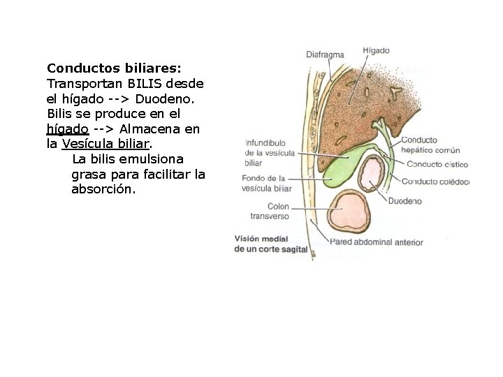 Conductos biliares: Transportan BILIS desde el hígado --> Duodeno. Bilis se produce en el